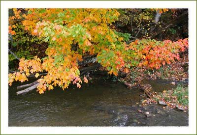 Fall Leaves at Watauga Lake near Boone North Carolina
