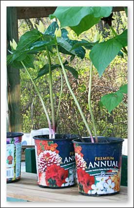 2010 Farmers Market in Boone North Carolina Mountains