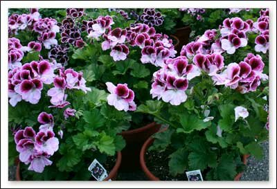 Watauga County Farmers Market in North Carolina
