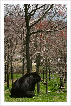 Grandfather Mountain in Linnville NC in the Boone North Carolina Mountains
