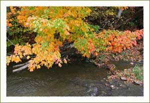 Fall Leaves at Watauga Lake near Boone North Carolina