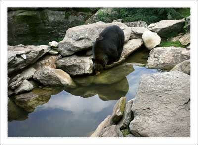 A bear on Grandfather Mountain