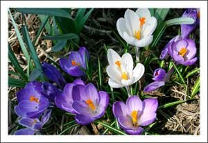 Spring 2009 in Boone North Carolina