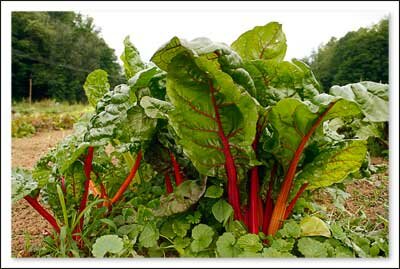 Springhouse Farm near Boone NC